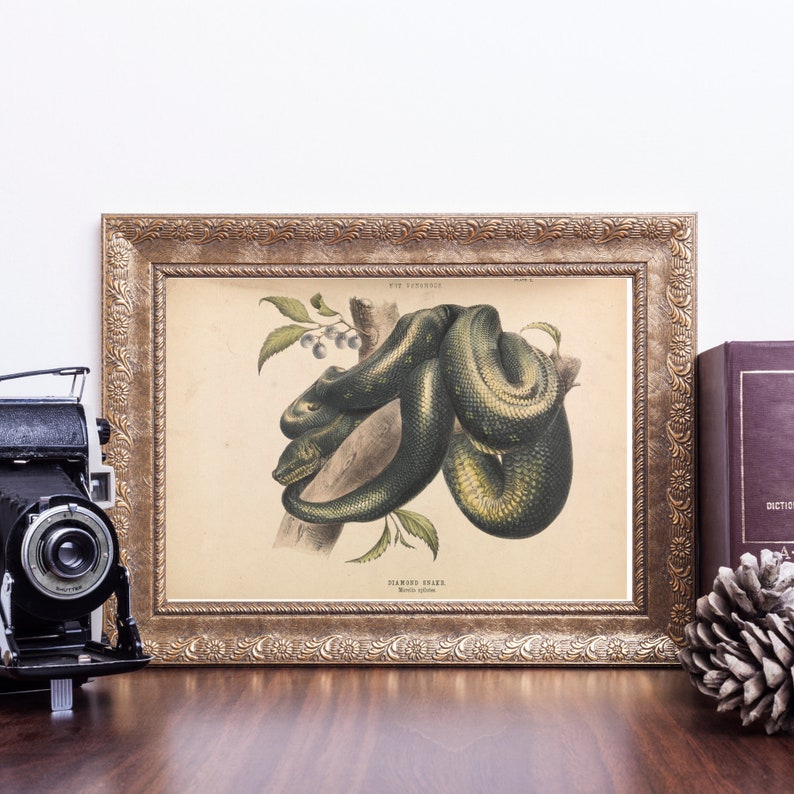 May include: A framed vintage botanical print of a Diamond Snake, featuring a detailed illustration of a green snake coiled around a branch with leaves and berries. The print is in a gold ornate frame, displayed on a dark wooden surface.