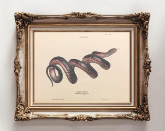 Red-Bellied Black Snake – Instant Download – 1800s Vintage Australian Wall Art