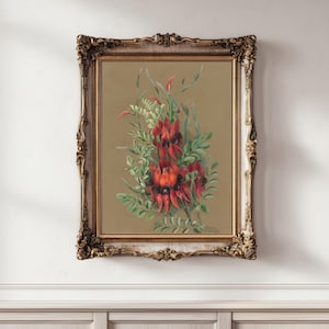 Sturt’s Desert Pea Printable – Instant Download – 1800s Vintage Australian Wall Art