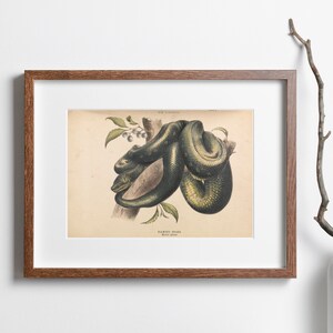 May include: A framed vintage print featuring a detailed illustration of a diamond snake coiled around a tree branch. The snake is depicted in shades of green and yellow, with a cream-colored background. The frame is a dark brown color.
