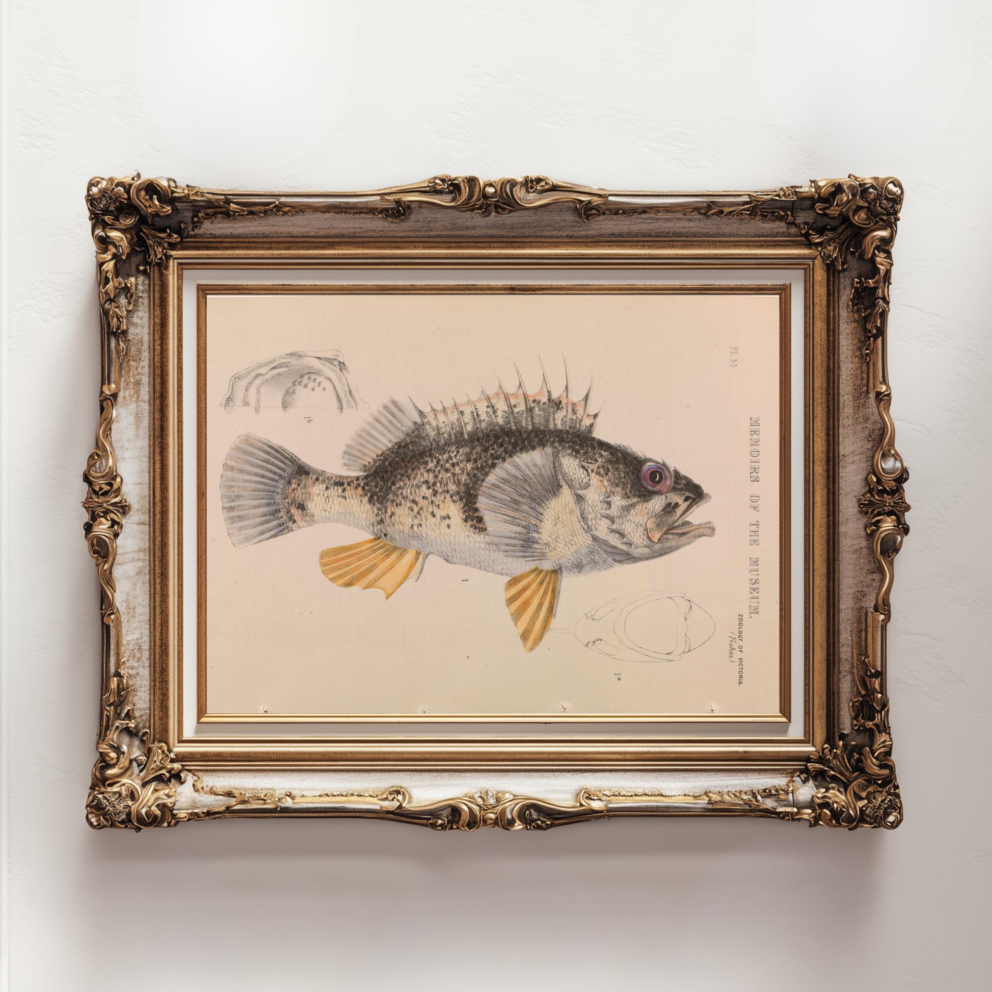 Reef Ocean Perch Printable – instant Download – 1800s Vintage ...