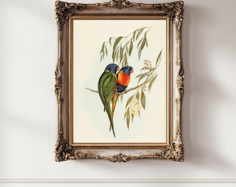 Rainbow Lorikeets Printable – Instant Download – 1800s Vintage Australian Wall Art