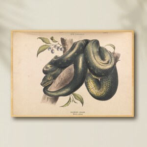 May include: Vintage botanical print of a Diamond Snake, Morelia spilota, coiled around a tree branch. The illustration features a detailed depiction of the snake's scales and markings, with green and yellow hues. The print is framed in a light wood frame.