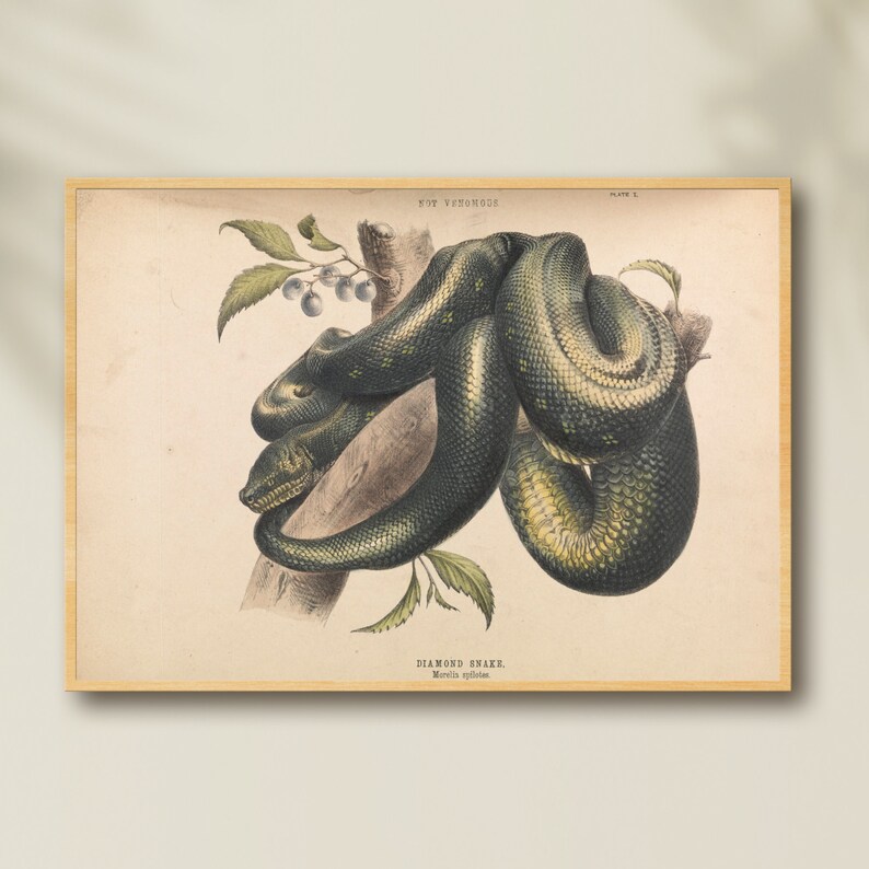 May include: Vintage botanical print of a Diamond Snake, Morelia spilota, coiled around a tree branch. The illustration features a detailed depiction of the snake's scales and markings, with green and yellow hues. The print is framed in a light wood frame.