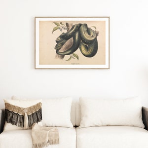 May include: A framed vintage print featuring a detailed illustration of a green snake coiled around a tree branch. The artwork includes the text "DIAMOND SNAKE" at the bottom. The print is displayed above a white couch with decorative pillows.