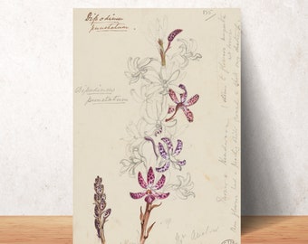 Blotched Hyacinth-Orchid Printable – Instant Download – Vintage Australian Wall Art – Natural History