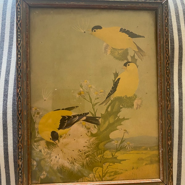 Vintage Bird Picture Framed