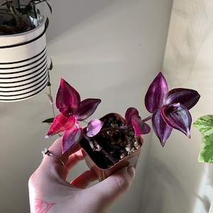 Tradescantia Zebrina 2in starter plant