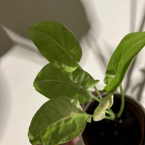 milk confetti syngonium