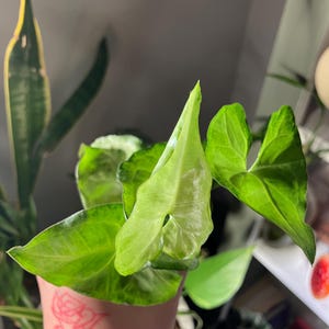 syngonium ‘batik’ starter plant