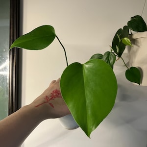 Monstera Deliciosa 4 inch starter plant