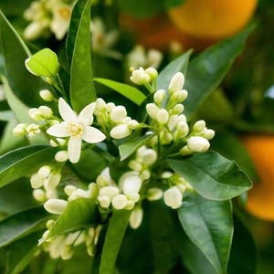 May include: Close-up of white blossoms on a green citrus tree branch. The flowers are in various stages of bloom, with some fully open and others still in bud. The leaves are a deep green and the background is blurred.