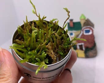 Live Moss 2oz Sample Size for Small Glass Terrarium