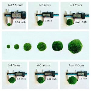 1PCS Live Moss Multiple Size -  Glass Terrarium and Aquarium Plants