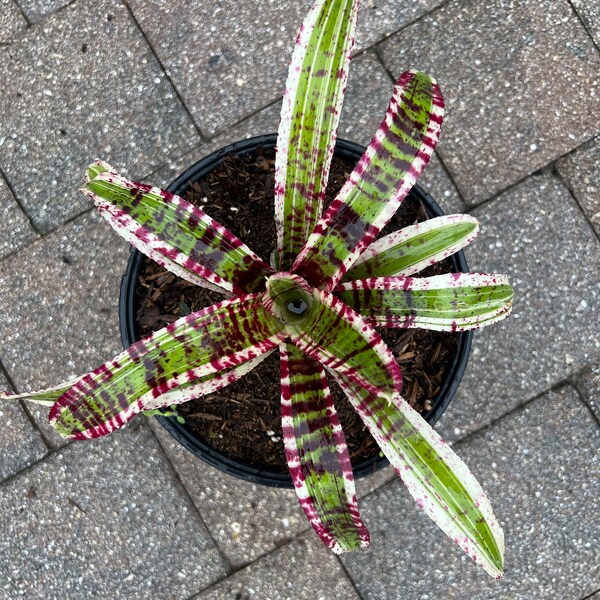 Bromeliad neoregelia Hypnotic