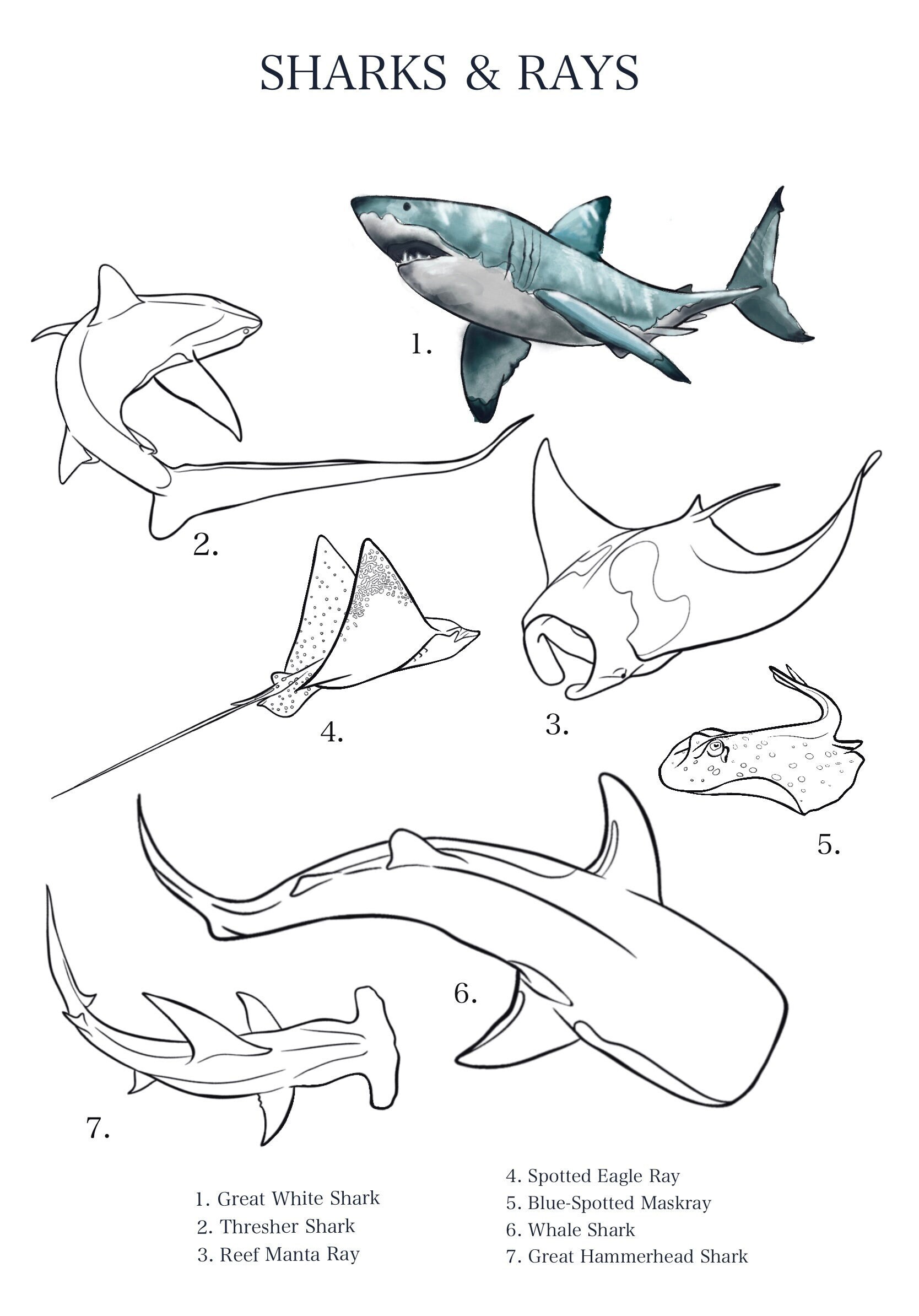 Sharks and Rays Colouring Pages Scientific Poster, Shark Art Printable ...