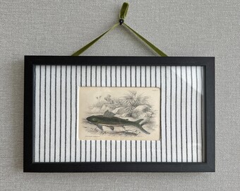 Gravura antiga de peixe da década de 1830 – Impressão de História Natural de William Jardine – Ilustração vintage de ictiologia – Com ou sem moldura