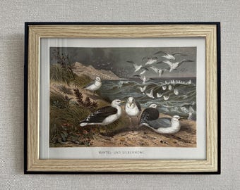 Litografia vintage de pássaro, década de 1890 – Ilustração de gaivota, estilo Brehm, Vida Animal – Arte de parede antiga com temática da natureza – Com ou sem moldura