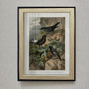 Könnte beinhalten: Gerahmter Druck mit drei dunklen Vögeln auf einer felsigen Landschaft mit Kakteen. Das Kunstwerk hat eine Vintage-Ästhetik mit gedämpften Farben und detaillierten Illustrationen. Der Rahmen ist eine Kombination aus Schwarz und hellem Holz.