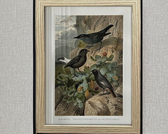 Litografia vintage de pássaro, década de 1890 – Ilustração de pássaro da série Vida Animal de Brehm – Arte de parede antiga com temática da natureza – Com ou sem moldura