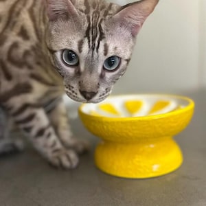 May include: A yellow ceramic cat bowl with a lemon slice design. The bowl has a pedestal base and a wide rim. A Bengal cat with blue eyes is looking down at the bowl.