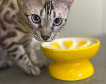 Ceramic Slow Feeder Cat Bowl: Elevated, Anti-Vomiting, Whisker Friendly