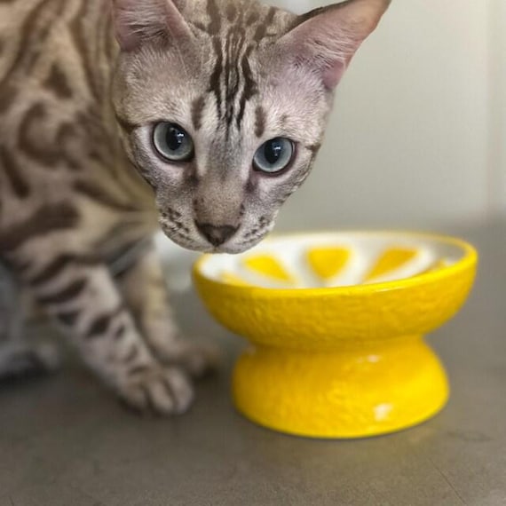 Ceramic Slow Feeder Cat Bowl: Elevated, Anti-Vomiting, Whisker Friendly