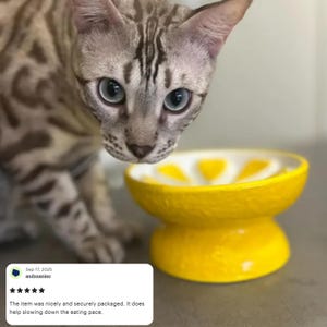 May include: A bright yellow cat bowl with a lemon slice design. The bowl is elevated and has a wide base. A gray and brown cat is looking down at the bowl.