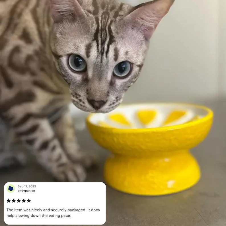 May include: A bright yellow cat bowl with a lemon slice design. The bowl is elevated and has a wide base. A gray and brown cat is looking down at the bowl.