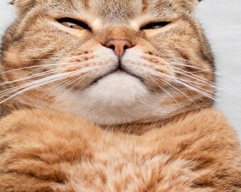 Cat Get well card digital download/get well soon card/cute printable cat card/funny  card/instant download