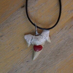 May include: A necklace with a fossilized shark tooth pendant. The tooth is white with a red heart charm attached to it.