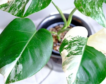 Monstera Albo Variegated - Rare with Excellent Price and Free Shipping (US Only)