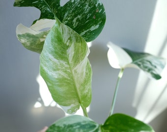 Monstera Albo Variegated - Rare with Excellent Price and Free Shipping (Seattle Area Only)