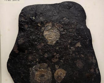 Dactylioceras Ammonite Fossil | 6" x 5.5" Display Box | Jurassic Era from Holzmaden Germany