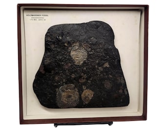 Dactylioceras Ammonite Fossil | 6" x 5.5" Display Box | Jurassic Era from Holzmaden Germany
