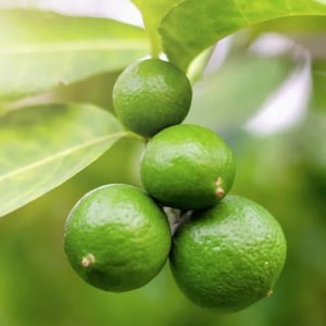 May include: Close-up of four green limes hanging from a branch on a lime tree.
