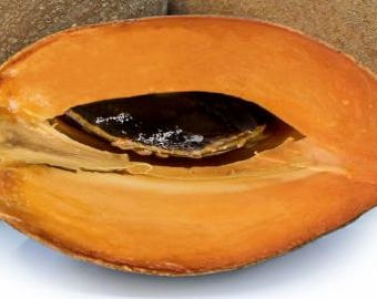Fresh Mamey Sapote - Sweet, Creamy, Tropical Superfruit