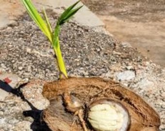 Fresh Sprouted Coconut - Sweet, Nutty & Unique Tropical Delight