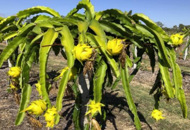 Fresh Yellow Dragon Fruit (pitaya)- Sweet & Juicy Tropical Treat - Etsy