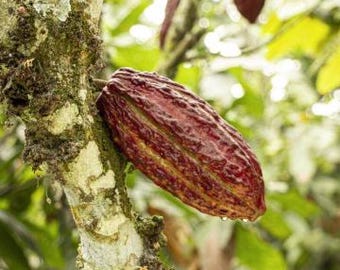 Fresh Cacao Pods - Pure Tropical Cocoa for Chocolate Lovers