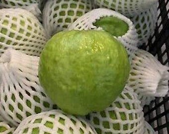 Fresh Thai Guava - Crisp & Mildly Sweet Tropical Fruit