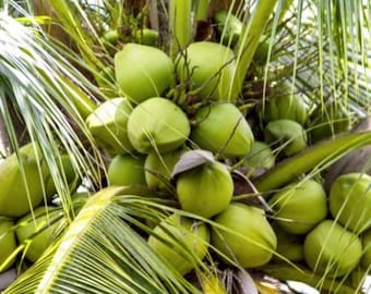 Fresh Coconut - Tropical Hydration & Sweet Delight