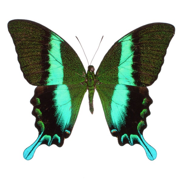Real papilio blumei Green swallowtail peacock swallowtail black green blue Indonesia