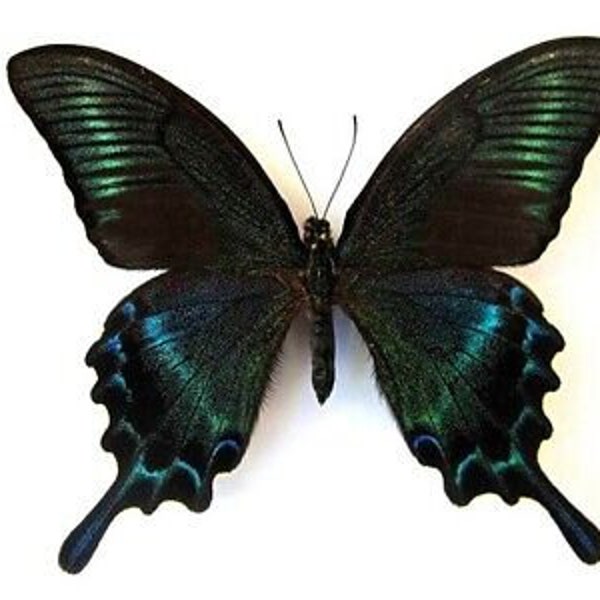 Real male papilio maackii Alpine black swallowtail black blue China Japan Korea Asia