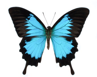 本物のパピリオ・ユリシーズ、ブルーマウンテングローリーバタフライA1