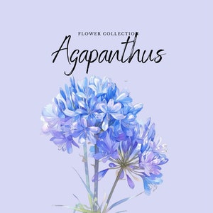 Acuarela Agapanthus Clipart / Colección de flores - 10 flores PNG digitales - Diseños de imágenes prediseñadas de acuarela - Imprimibles