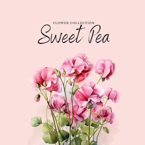 Aquarell süße Erbse Clipart | Blumensammlung - 10 digitale PNG Blumen - Aquarell Clipart Designs - Printables