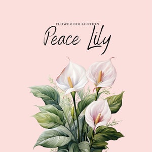 Aquarel vrede lelie clipart | Bloemencollectie - 10 digitale PNG-bloemen - aquarel clipart ontwerpen - printables