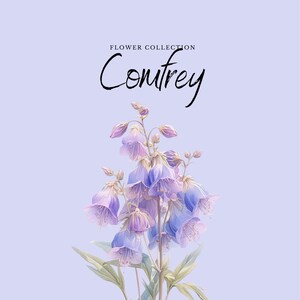 May include: A watercolor illustration of a bouquet of purple and white bell-shaped flowers with green leaves. The text "FLOWER COLLECTION" and "Comfrey" is above the flowers.