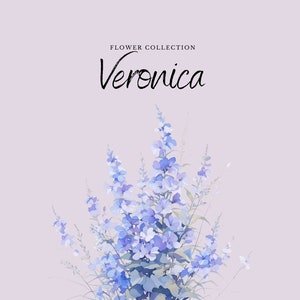 Acuarela Veronica Clipart / Colección de flores - 10 flores PNG digitales - Diseños de imágenes prediseñadas de acuarela - Imprimibles